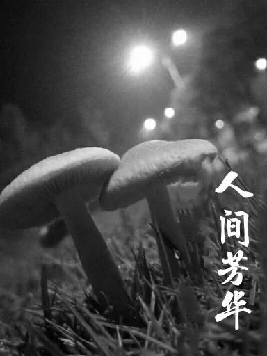 人间芳华是什么意思