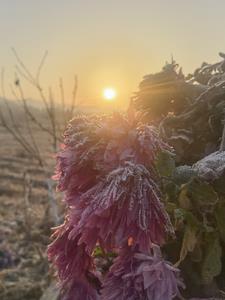 花开易落的新书叫什么